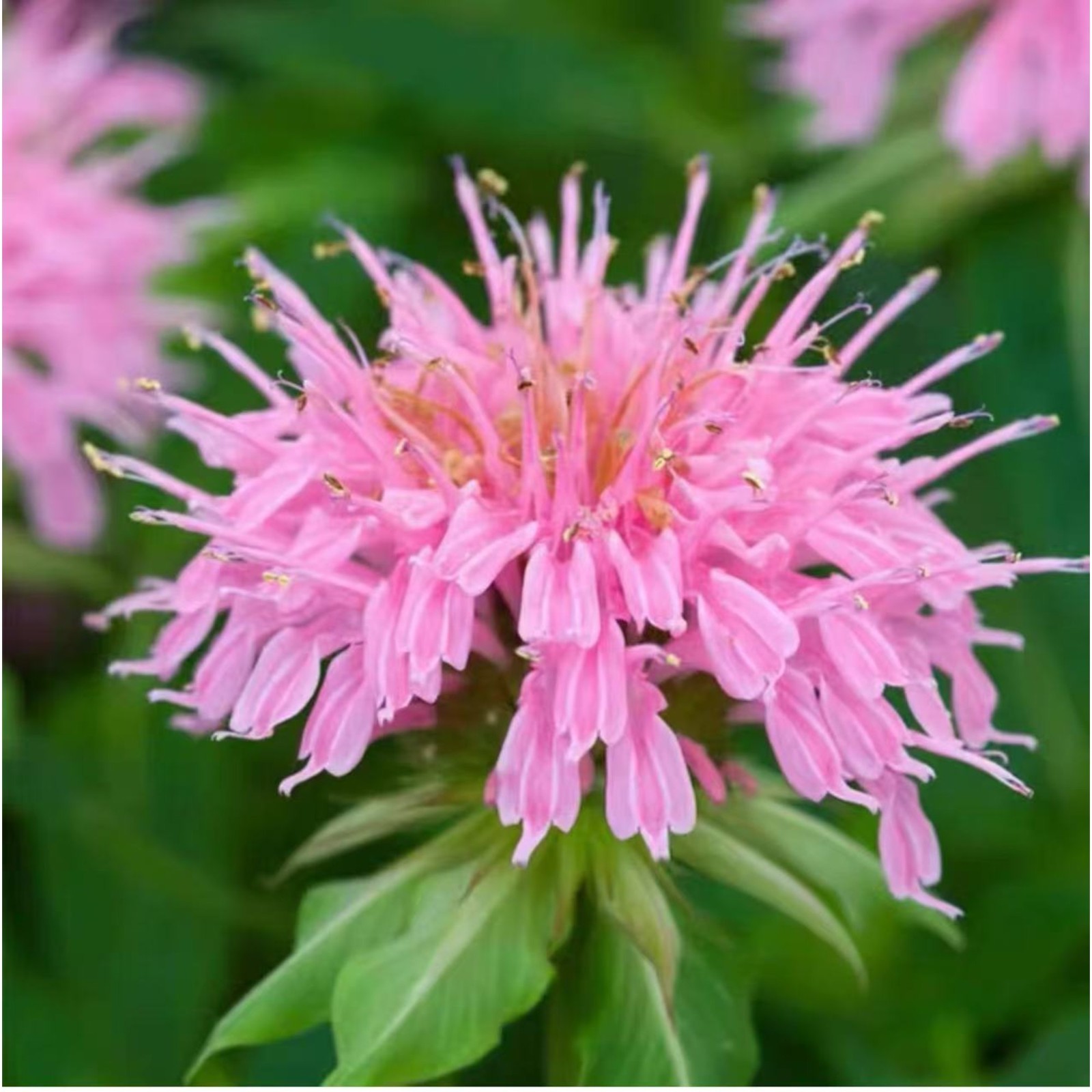 1000 Pink Bee Balm Seeds Monarda – Perennial Flower for Pollinators Zones 4–9