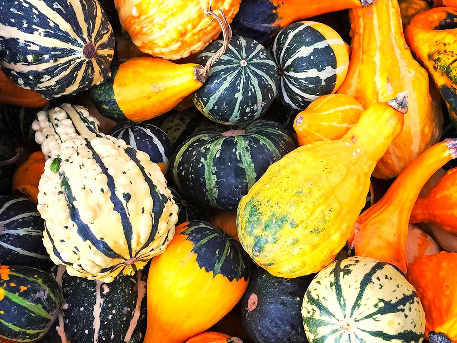 Large Mix Ornamental Gourd Seeds |Decorative Fall Autumn Winter Squash Seed 2025