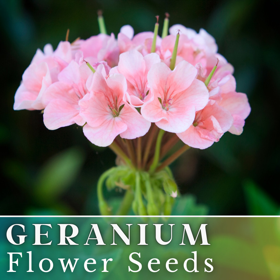100+ Geranium Seeds -Coral Quartz- Fragrant – Fresh Flower Seeds Non GMO