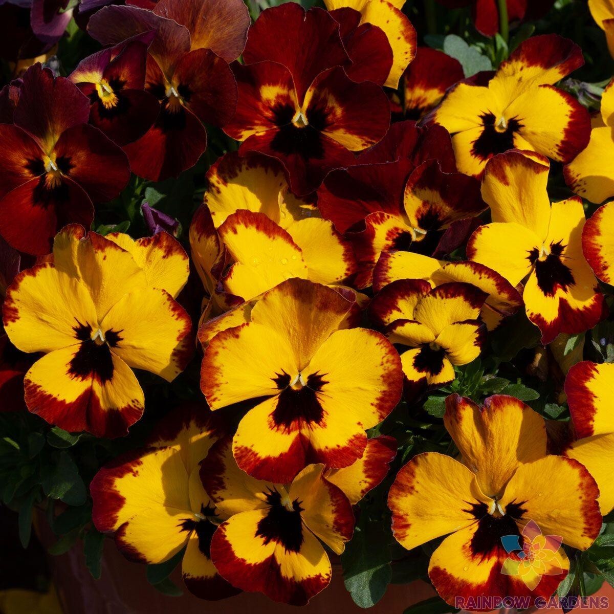 200+ Freefall XL Fire Pansy (Viola) Seeds for Garden – USA – FREE SHIPPING!