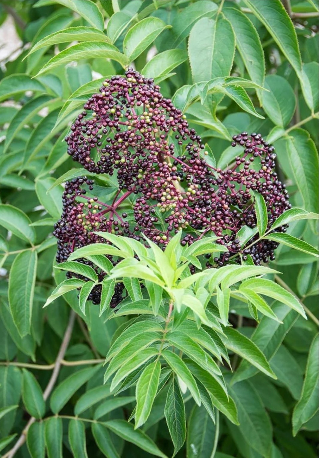 Live American Elderberry Cuttings – Sambucus Canadensis – Organic READY TO GROW