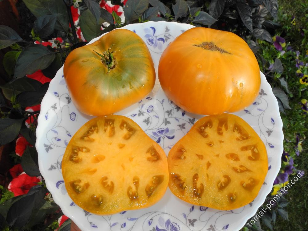 10 seeds Uluru Ochre DWARF Tomato Variety ORGANIC DTP beefsteak