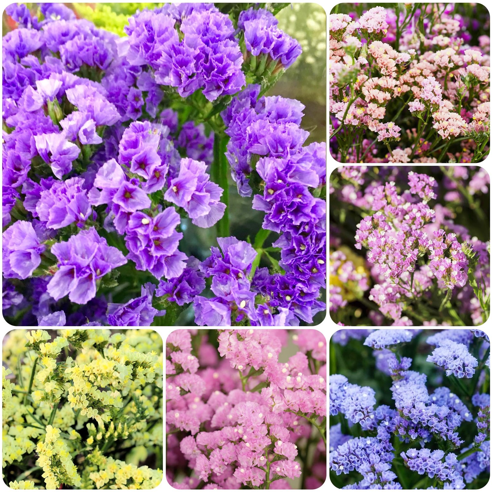 100+ Seed Statice Pastel Mix for for Planting Outdoors Garden-Annual Limonium S