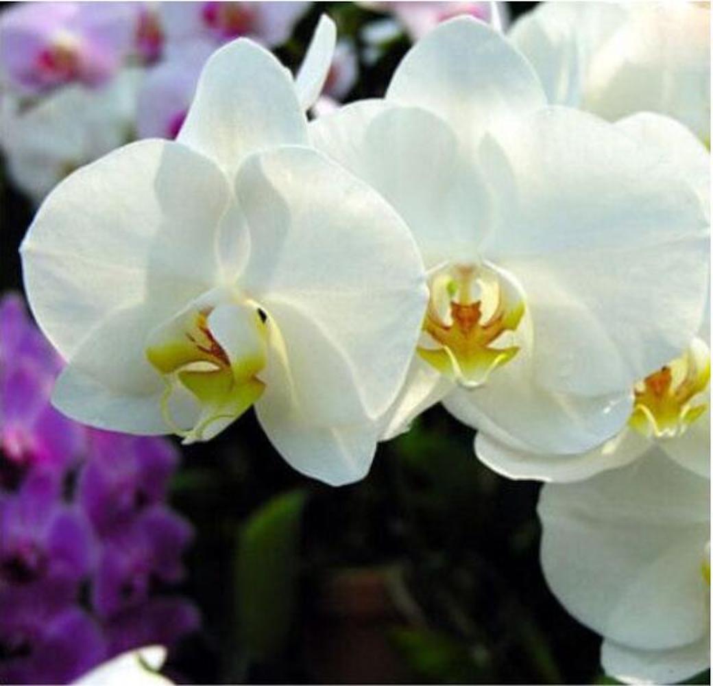 20 SEED PACK for Germination of Exotic ORCHID rare house plant flower garden