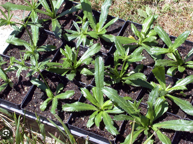 200+ Seeds, Recao de Puerto Rico, Culantro, ngo-gai, long coriander, Organic