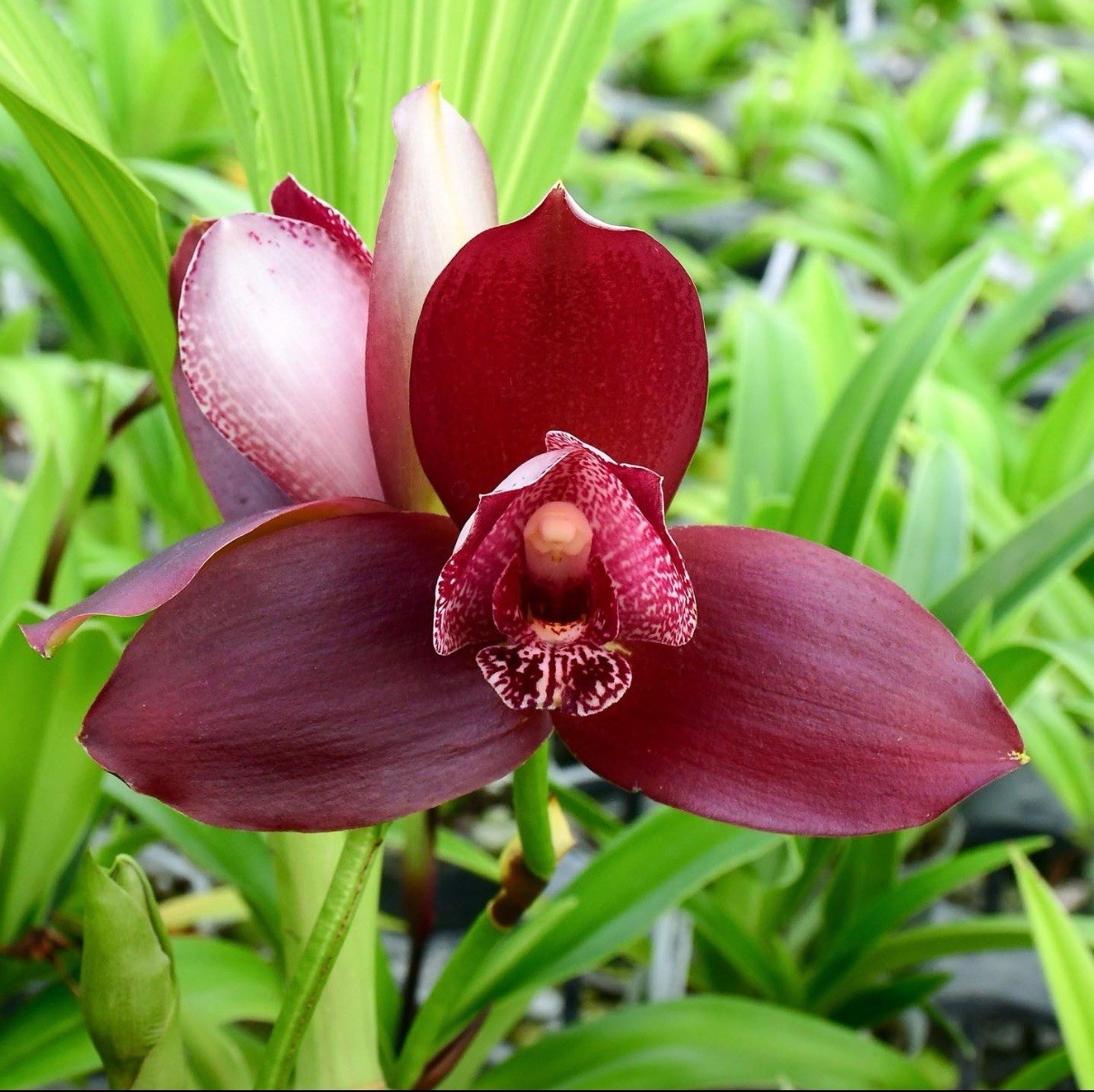 Lycaste Andres Eljuri EXACT Maroon Red White BS Orchid Hybrid 4.5” Fresh RePot