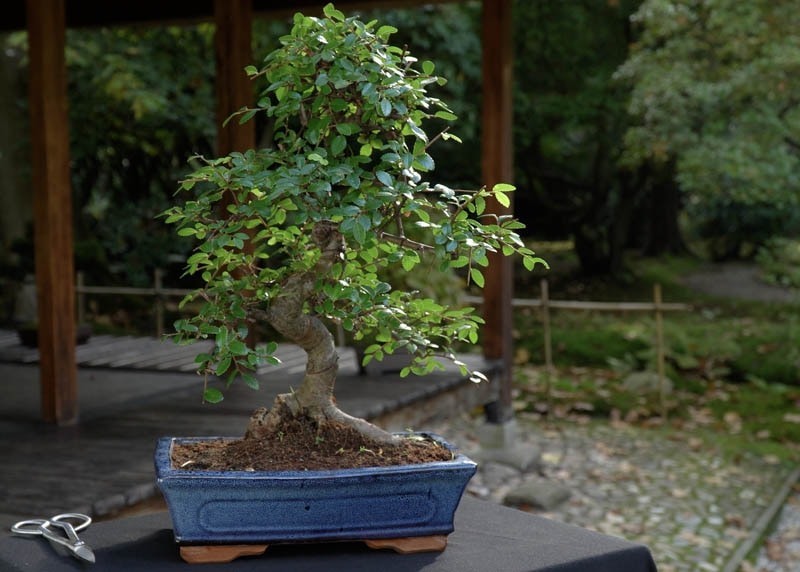 Bonsai Tree Seed Kit – 90 Seeds, 9 Different Tree Species + Growing Instructions