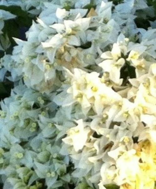 Well Rooted**RIJNSTAR WHITE* Live Bougainvillea starter/plug plant*USA SELLER*