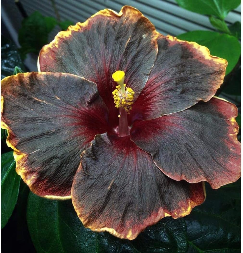 20PCS Rare Black Pink Purple Hibiscus Seeds”Black Rainbow” Giant Flower Tropi…