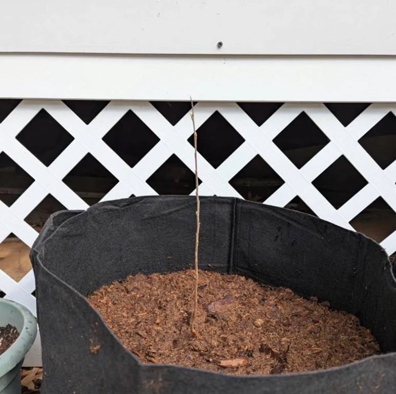 2 Black Cherry Trees Bare Root Live Plants Prunus Serotina Outdoor Garden