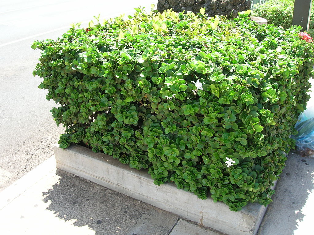 Natal Plum, Carissa macrocarpa, (Carissa grandiflora), Shrub Seeds (Fast Edible)