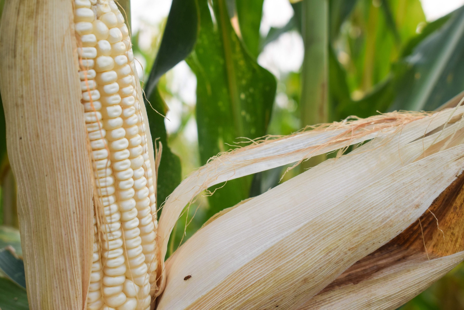 100 COUNTRY GENTLEMAN WHITE CORN Sweet Heirloom Zea Mays Vegetable Seeds *FlatSH