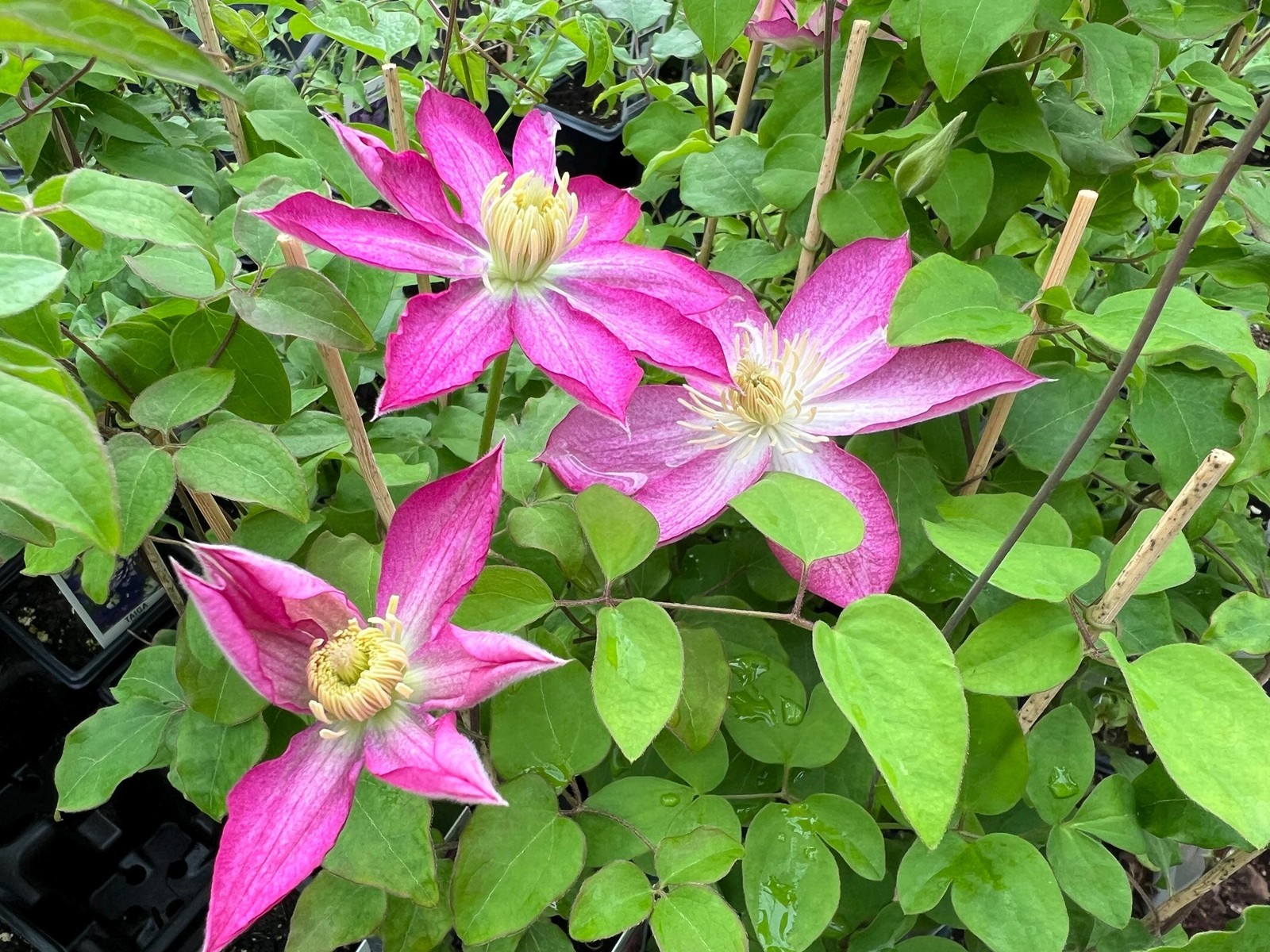 1 “Asao” Clematis Starter Plant (Not Seeds) – US Seller