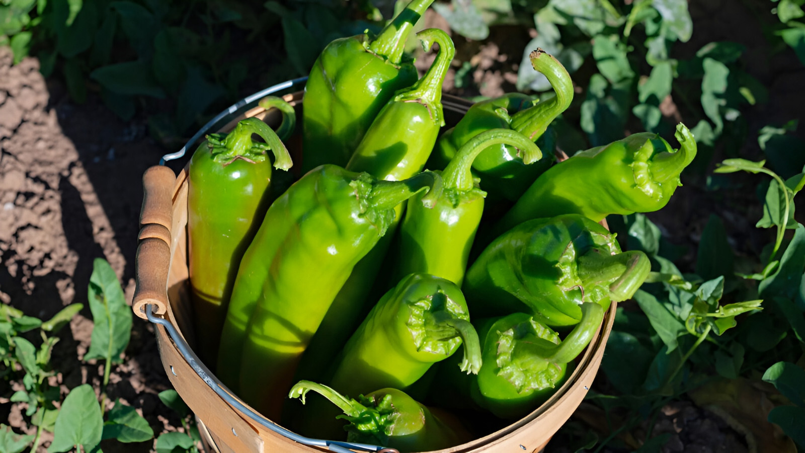75 Heirloom Sandia NuMex Hatch Chile Pepper Seeds – Giant Flavorful Medium Heat