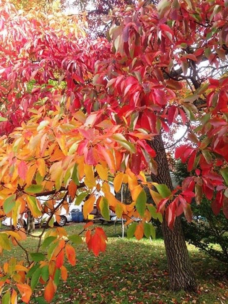 3 Sassafras Tree 12-24″ Tall Sassafras albidum Bare Root