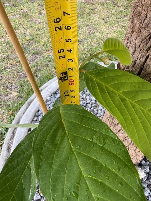 CHERIMOYA (PINEAPPLE) (ANNONA CHERIMOLA/CUSTARD APPLE)NOT GRAFTED RARE SEEDLING