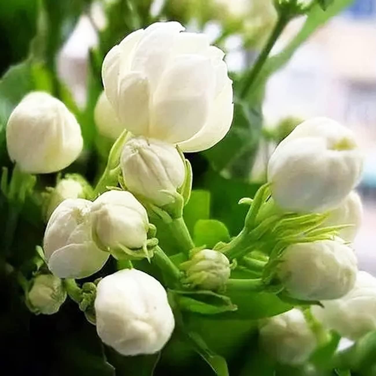 Delightful 100+ Jasmine Flower Seeds – Fragrant and Easy to Grow Climbing Plants