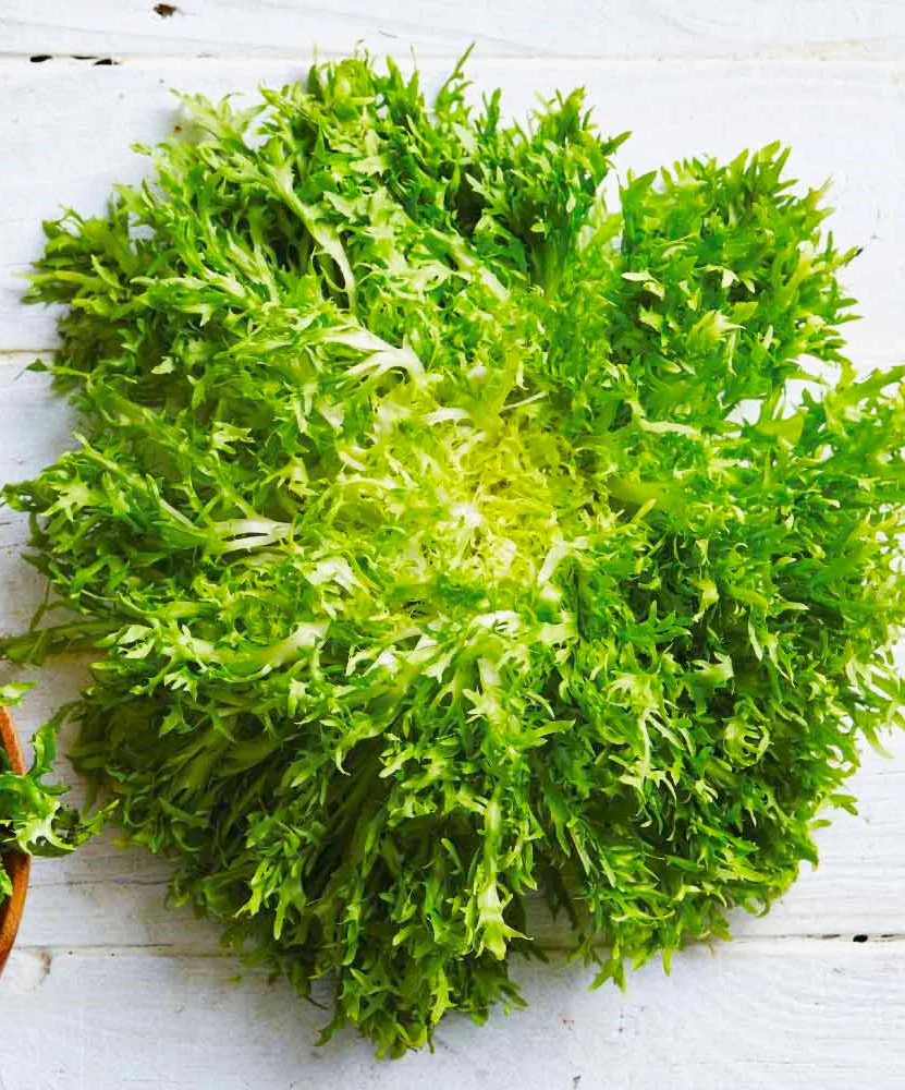 Tres Fine Endive Seeds | Frisee Thin Leaf Escarole Chicory 2024 Fast Shipping