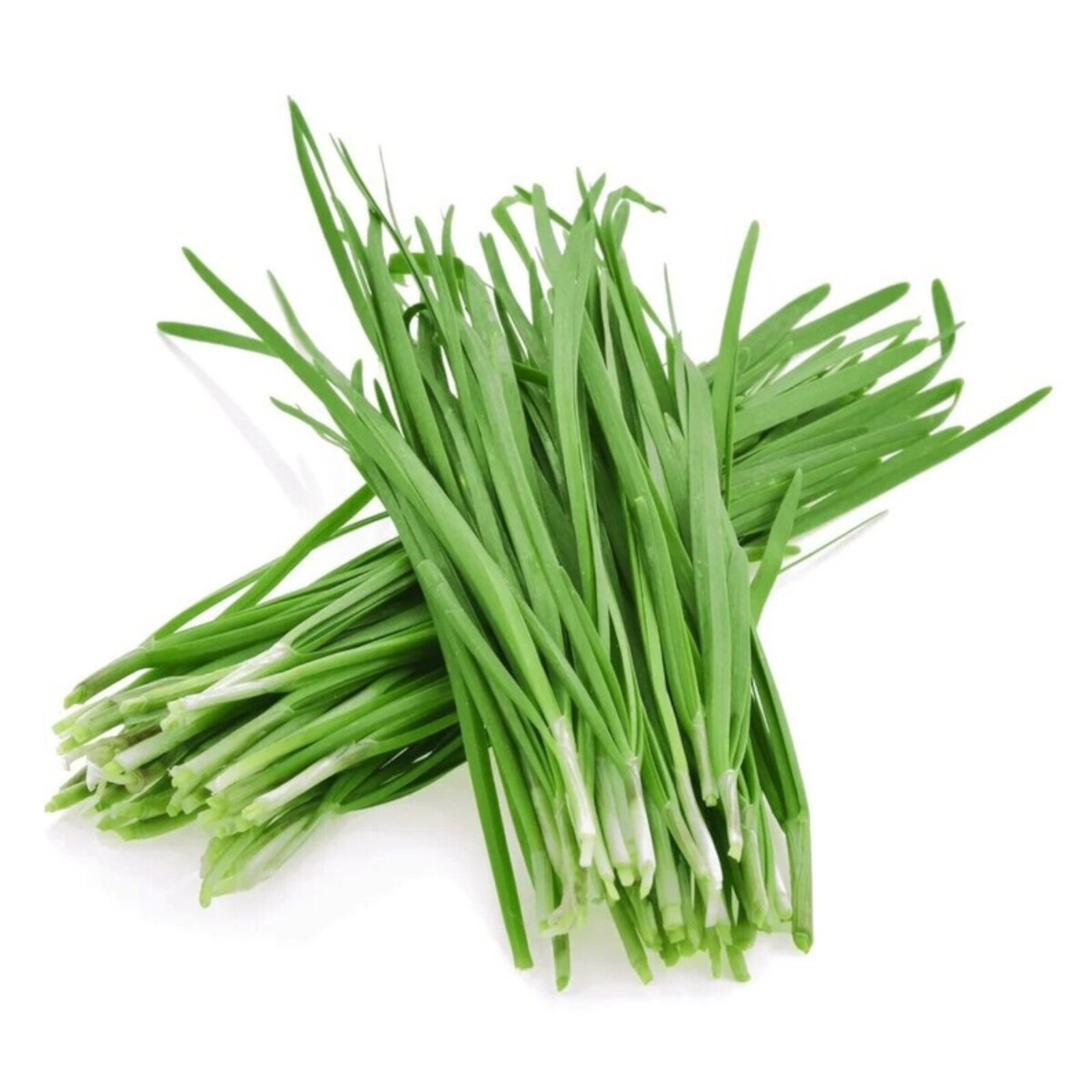 Garlic Chive Seeds – 500 Seeds – Non-GMO Heirloom Chinese Chives
