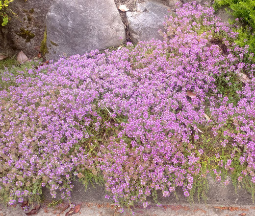 CREEPING THYME DWARF Thymus Serpyllum — 25,000 Bulk Seeds