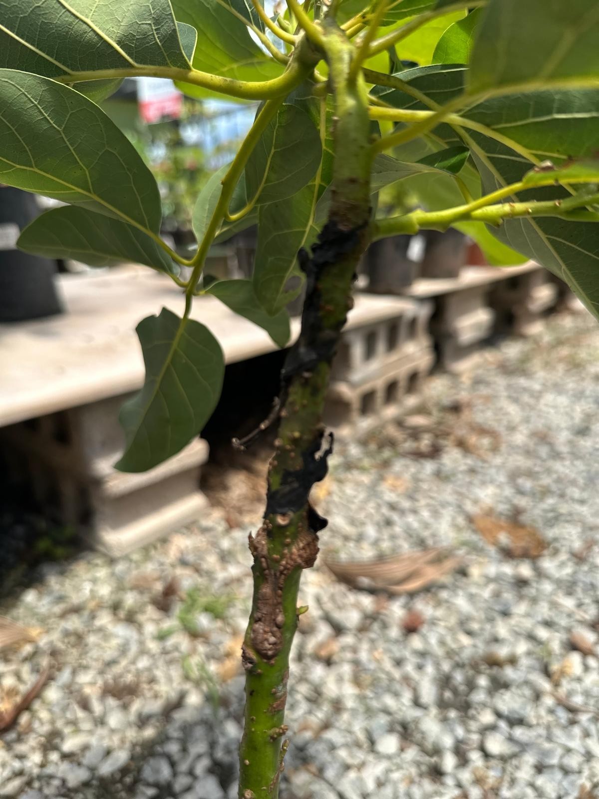 Grafted Hass Avocado (Persea americana) Live Fruit Tree (10in-2ft)