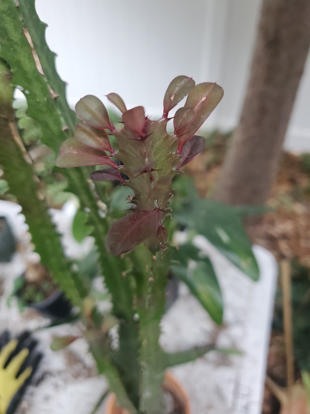 4 pack 12″ – 28″ Tall Red Euphorbia Trigona Red Live Succulent Cactus