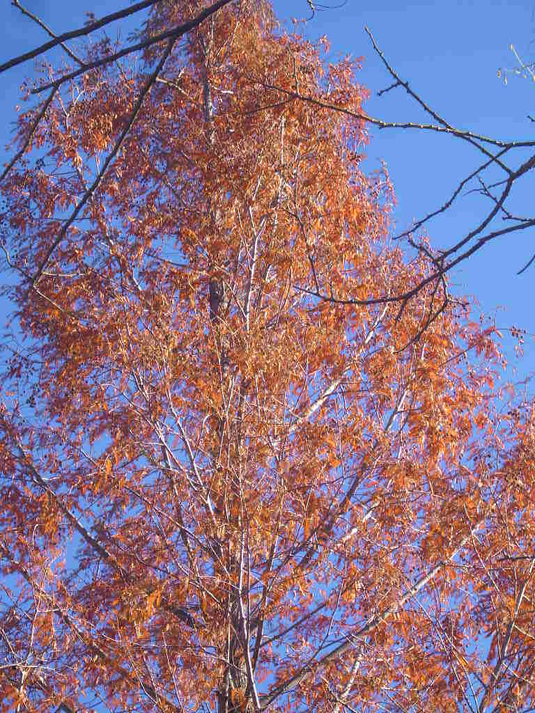 25 DAWN REDWOOD SEEDS – Metasequoia glyptostroboides