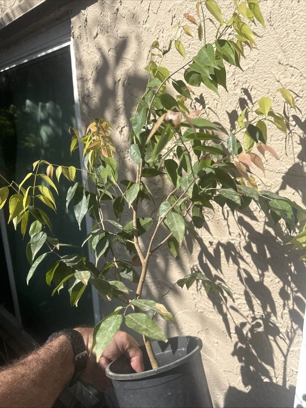 Plinia rivularis Large Seedling 5+ Yrs