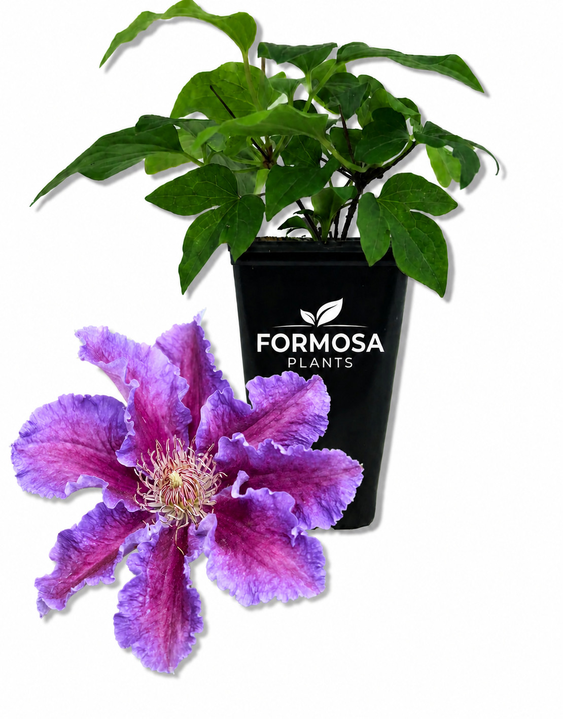 Baroness Fookes Clematis-Live Plant in a 2 Inch Pot-Lavender Striped-Clematis