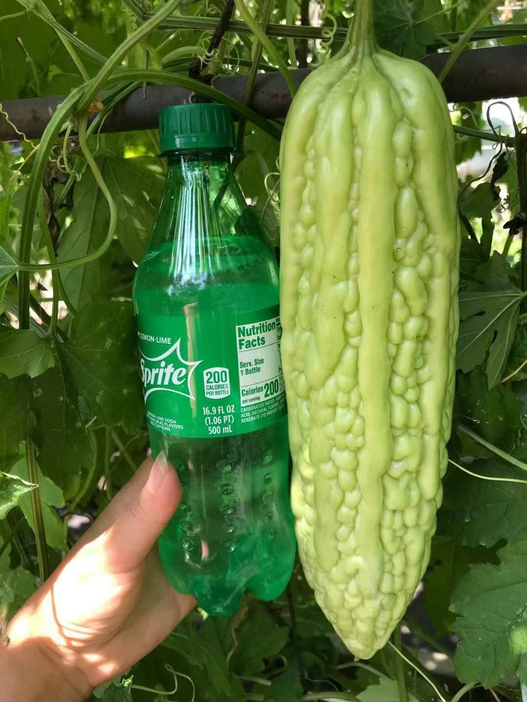 20 pc Organic Bittermelon Pearl Seeds Harvest from my garden US Seller