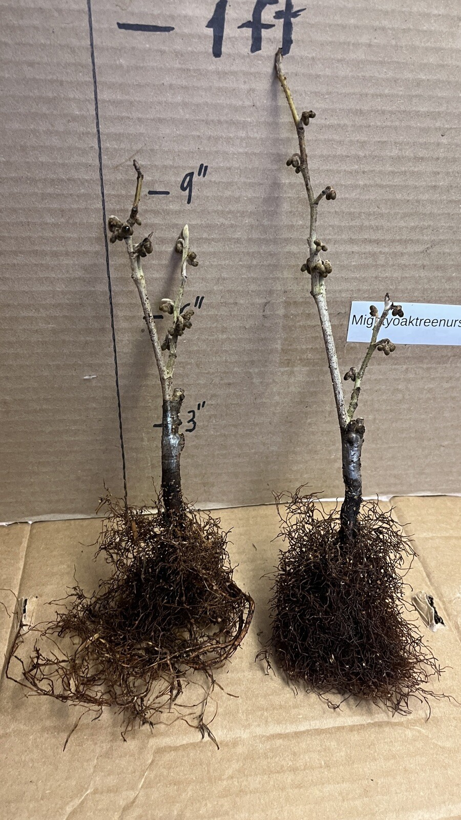 Hamamelis × intermedia ‘Diane’, 1 year old plant, grafted
