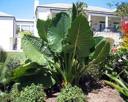 *BORNEO GIANT* Huge ELEPHANT EAR Taro Alocasia Macrorrhiza Rooted Starter Plants