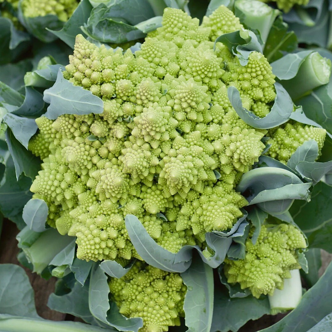 500 ROMANESCO BROCCOLI SEEDS (Brassica oleracea) – Non-GMO | Heirloom Vegetables