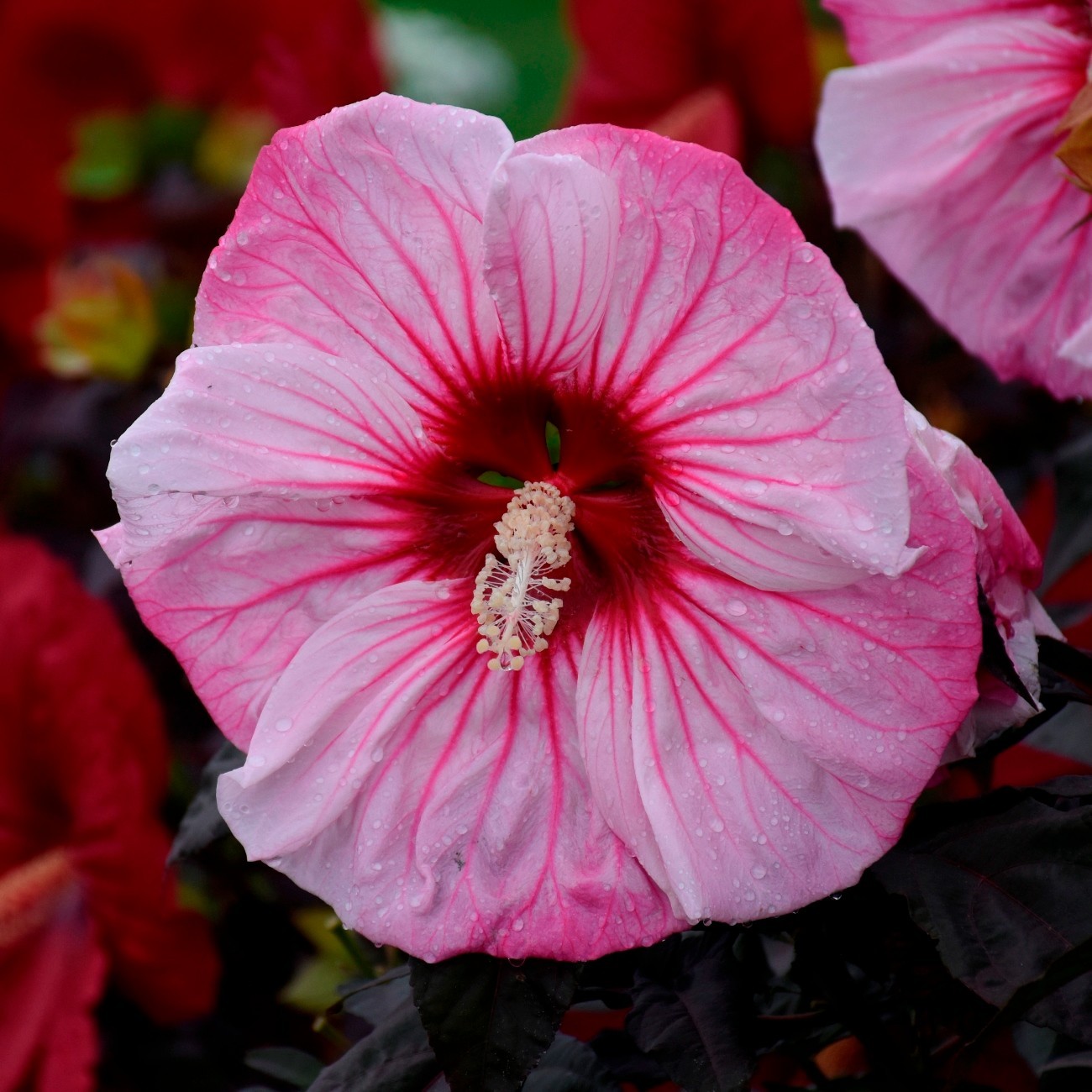 bush hibiscus CHERRY CHOCO LATTE hardy perennial 2.5″ pot = 1 Live Potted Plant