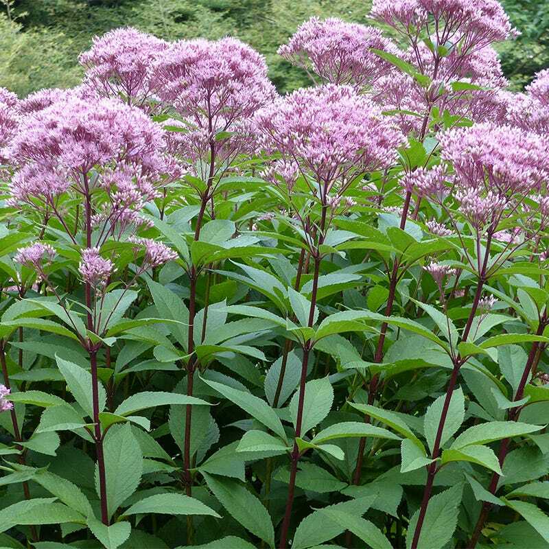 Joe Pye Weed SWEET Perennial Fall Planting Pollinators Butterflies USA 300 Seeds