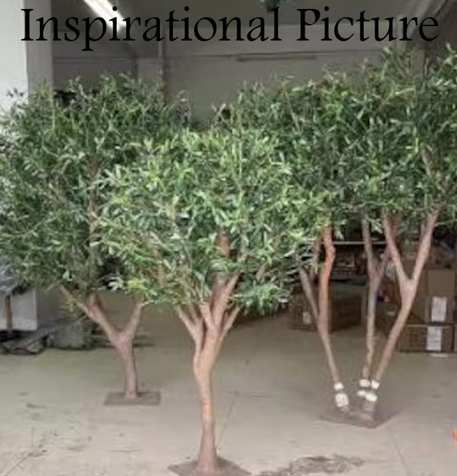 5′ Tall Organic Olive Tree Plant, Long Living, Long Live Evergreen Silvery Leaf.