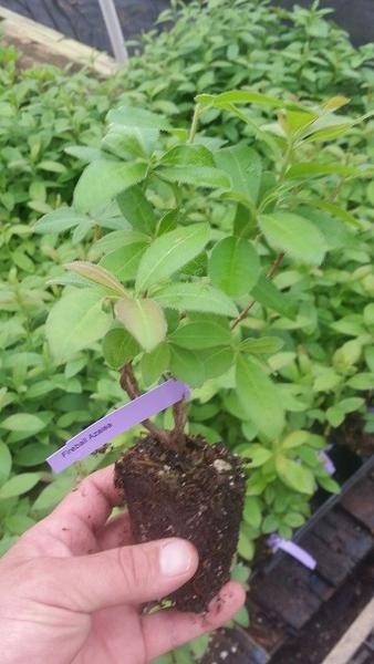 ( 1 ) – Fireball Deciduous Azalea – Starter Plant ( L7 ) ( 1 live plant )