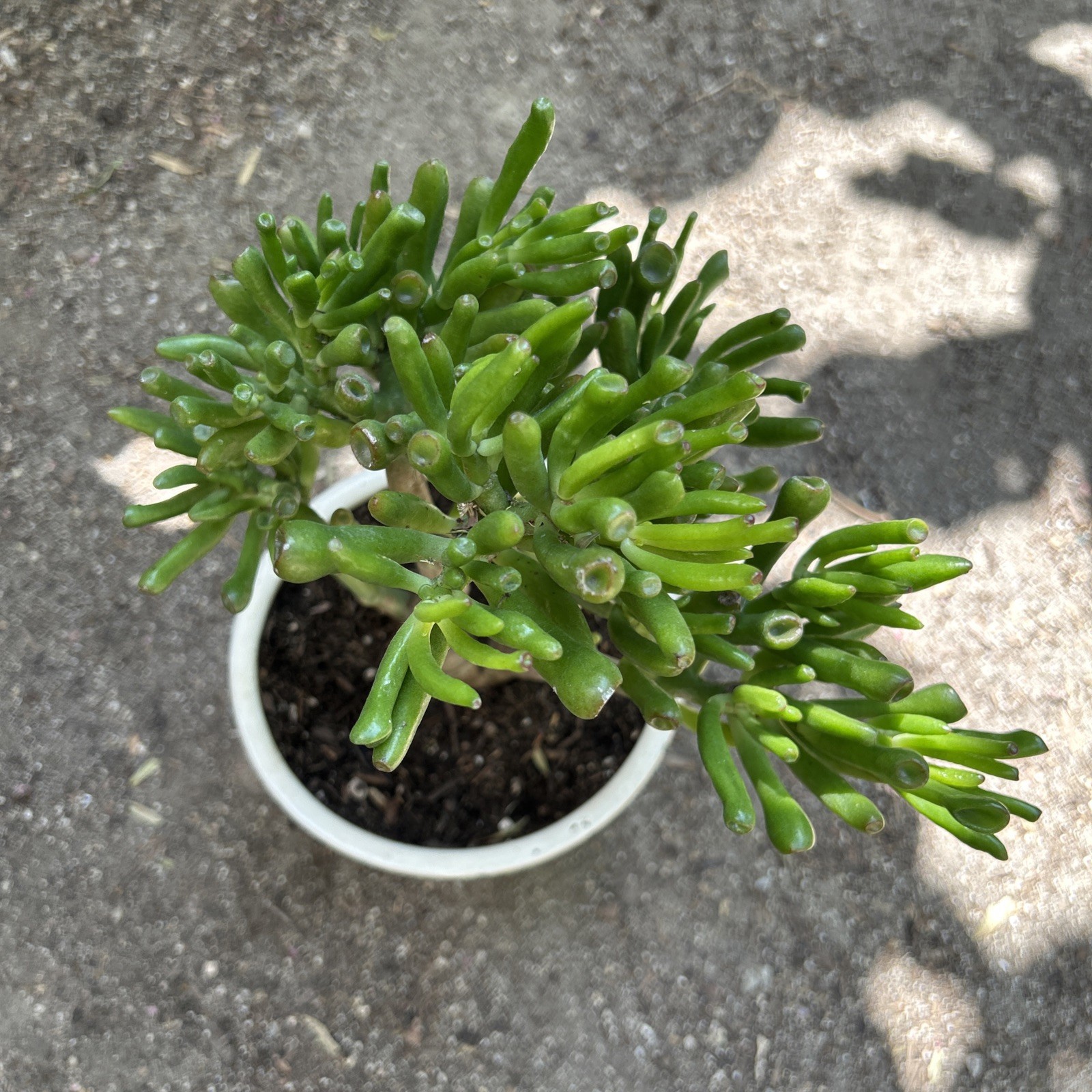 Hobbit Jade plant Crassula Ovata Gollum Jade plant 7” To 8” Tall