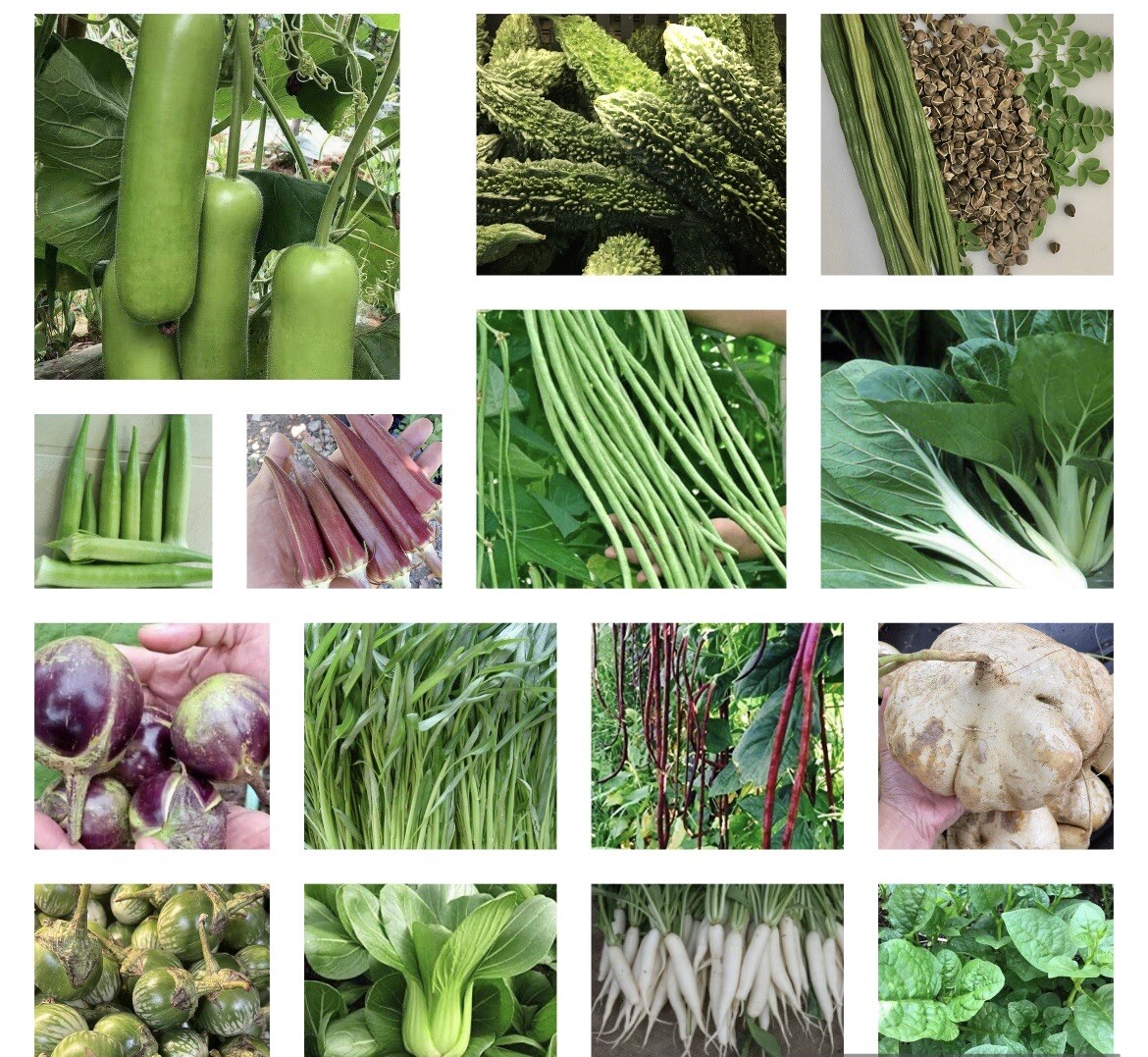 20 Packets Asian Vegetable SEEDS. NON GMO.For Planting. Grow Your Own Food!