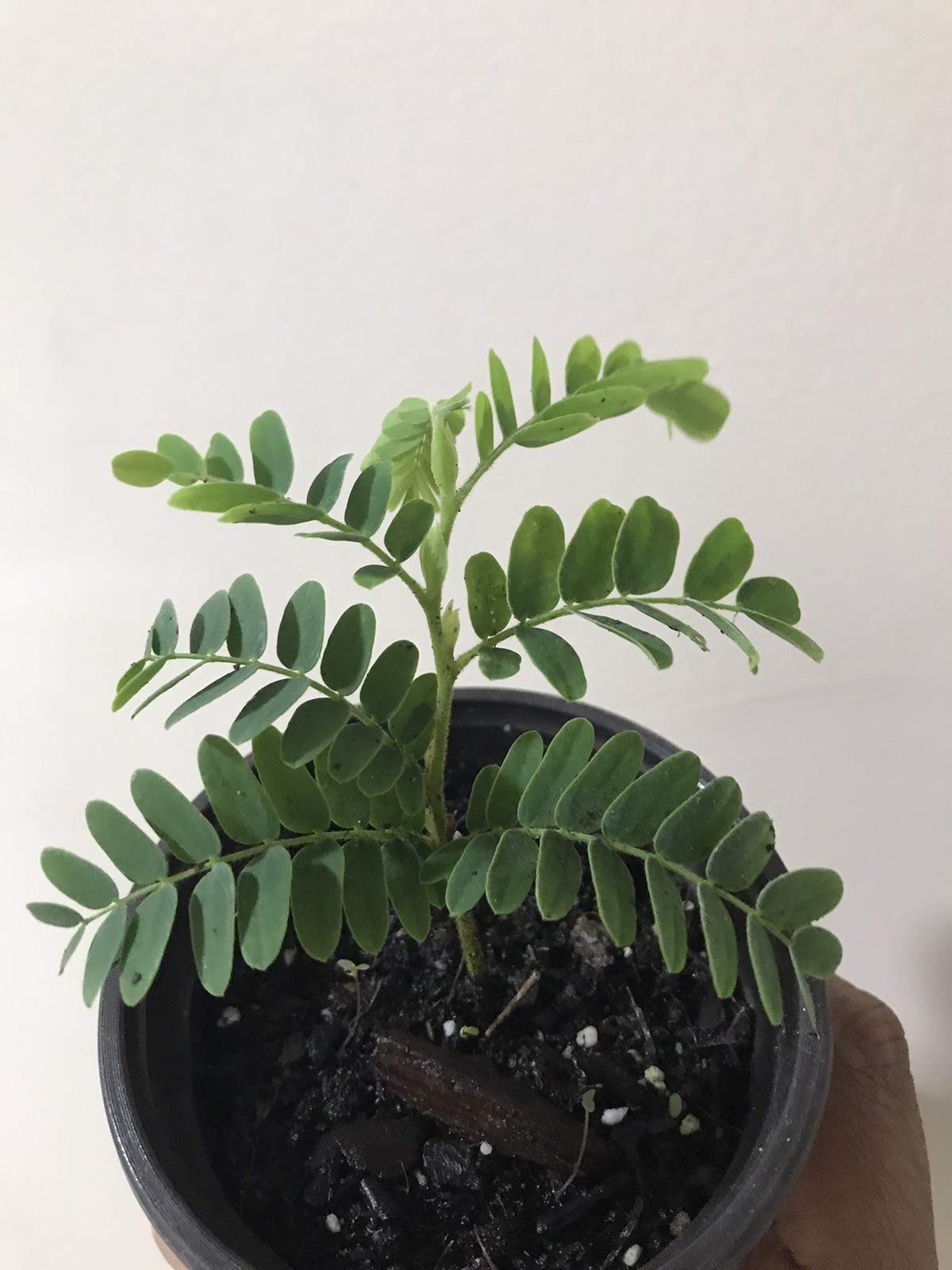 Tamarind (Tamarindus Indica) Live Fruit tree/Seedl in a Pot,About 6 Inches tall