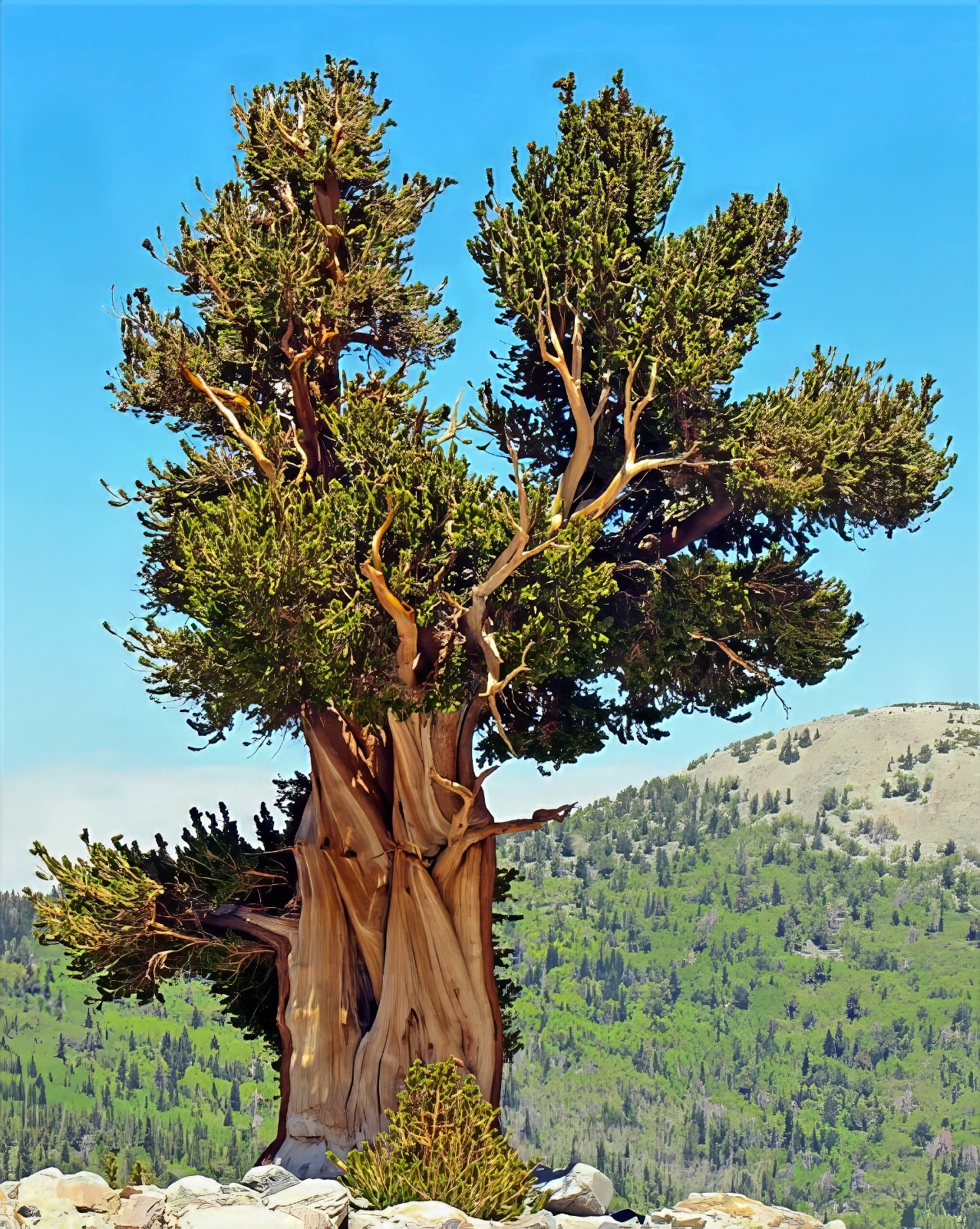 10 Bristlecone Pine Seeds (Pinus aristata) “OLDEST Living Tree in the WORLD!”