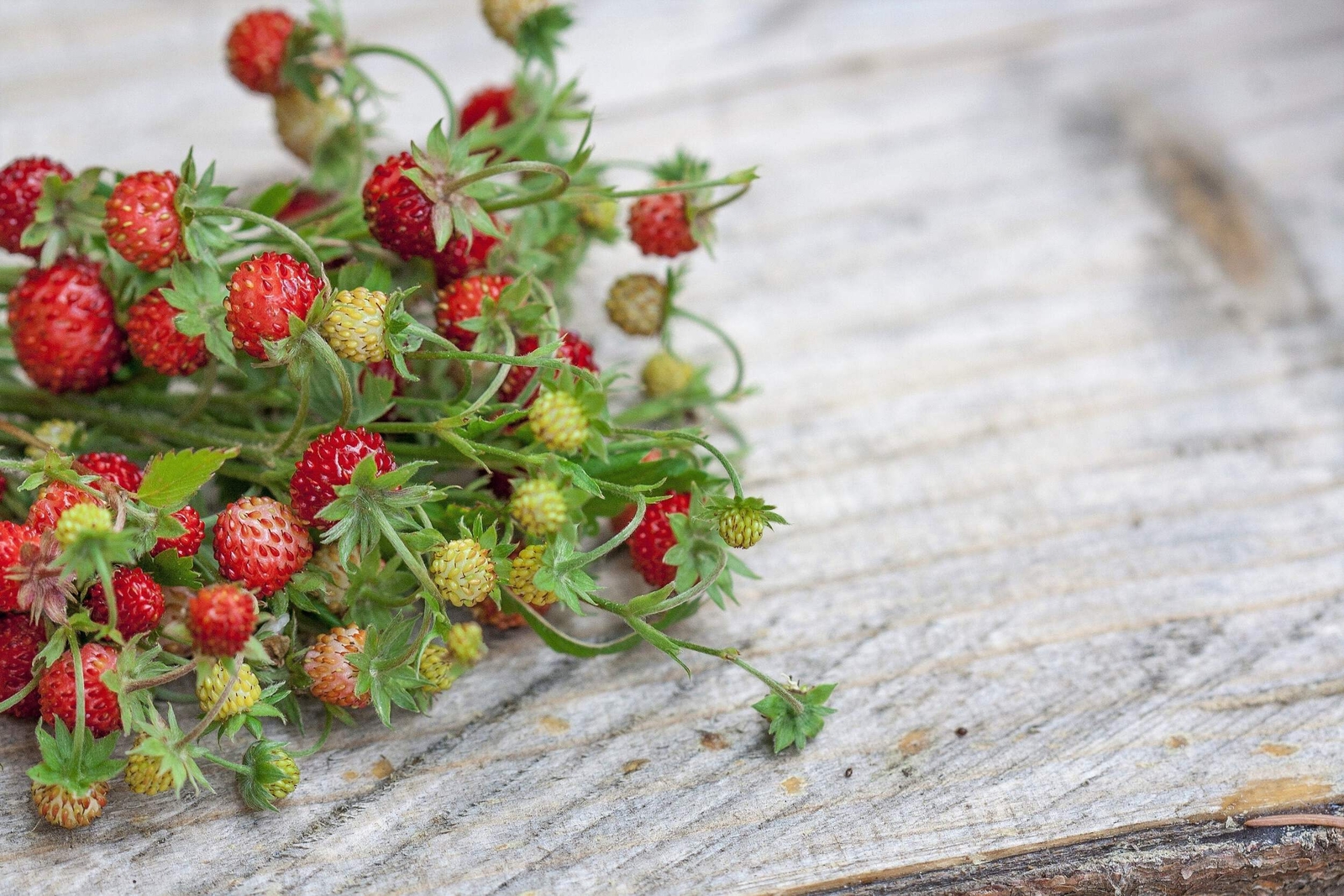 50 ALEXANDRIA STRAWBERRY Everbearing Alpine Fragaria Vesca Red Berry Fruit Seeds