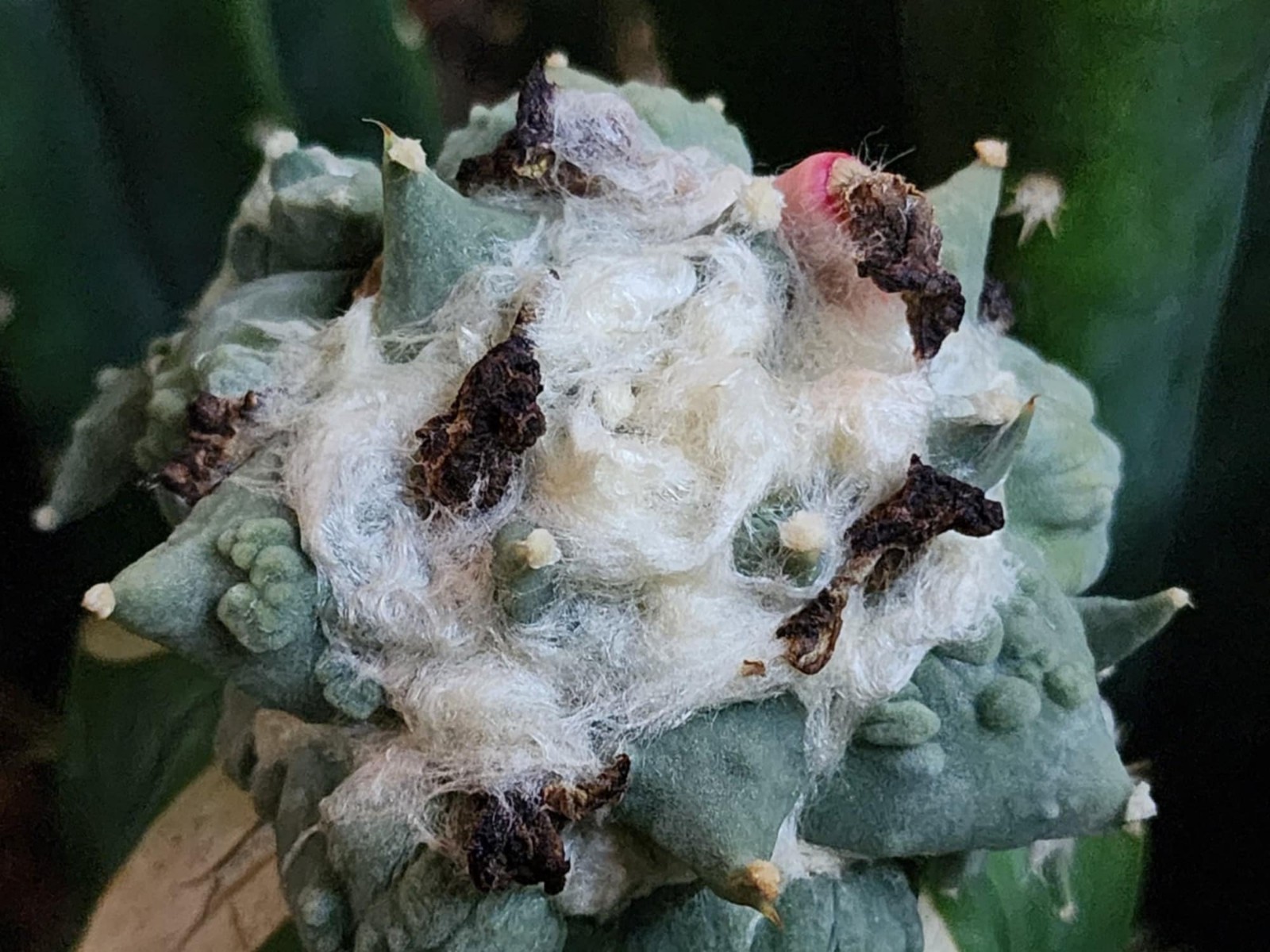 Ariocarpus retusus Cv Cauliflower – 20 Seeds C