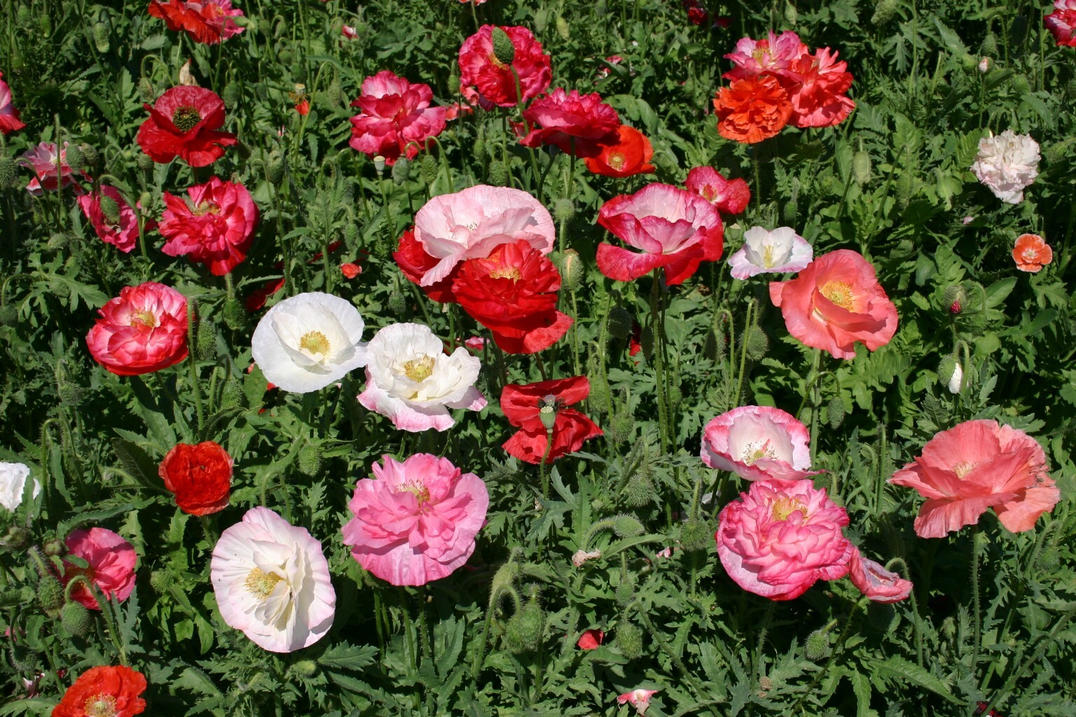 4000 Double Mixed Corn Poppy Flower Seeds Papaver rhoeas