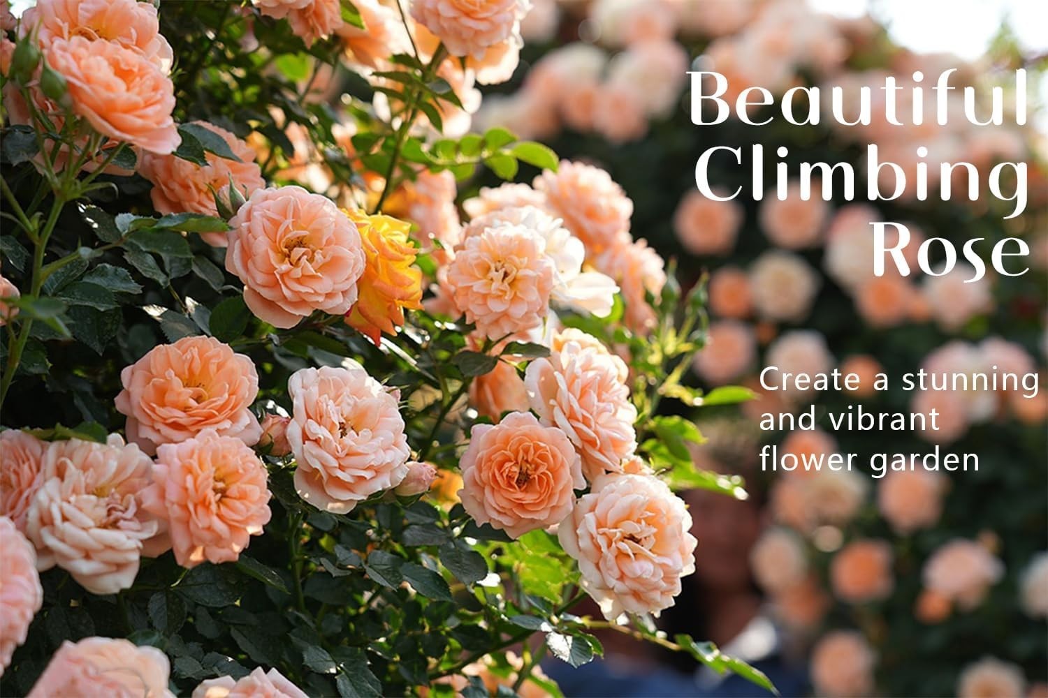 Assorted Color Climbing Rose Seeds 600 Plus for Spring Summer Fall Blooms