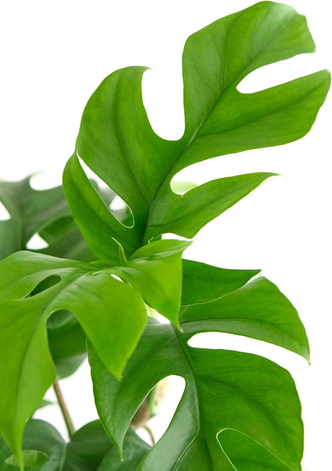 Shop Succulents Philodendron Split Mini, Live Indoor Plant, Compact Low Maintena