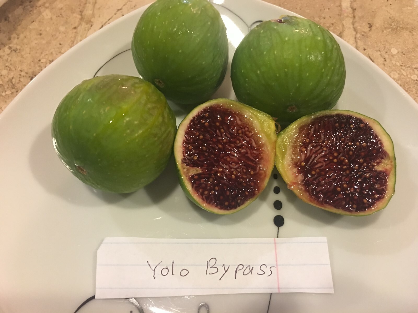 Yolo Bypass Fig (TP-FG-0004) (Two cuttings)