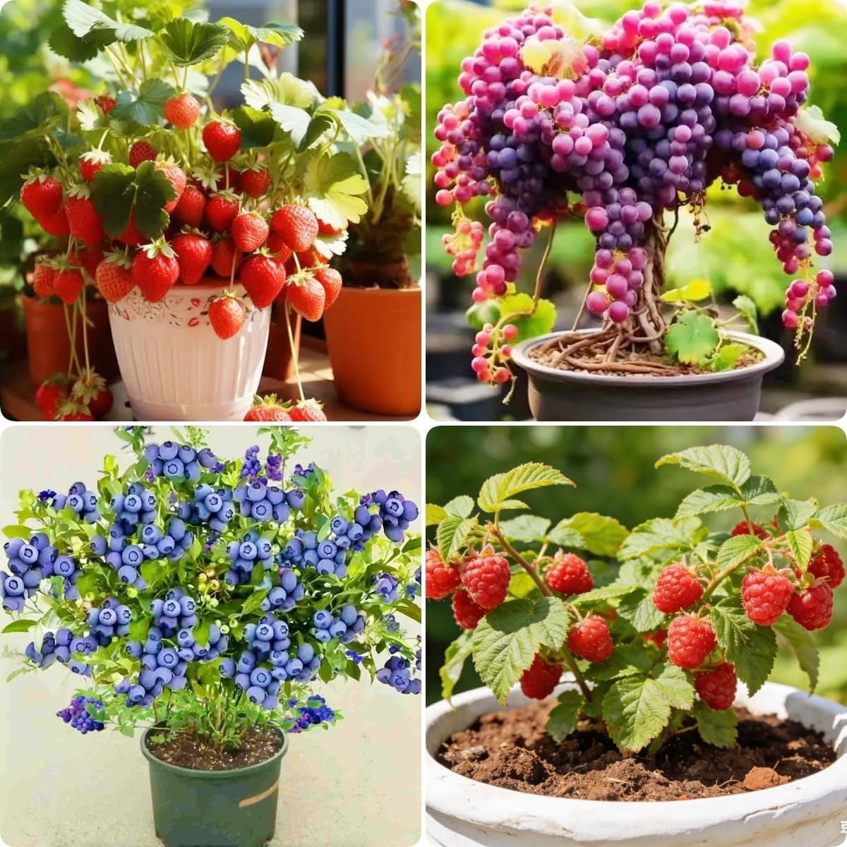 Mixed Berry Seeds Variety Pack – Grape, Blueberry, Raspberry & Strawberry (Total