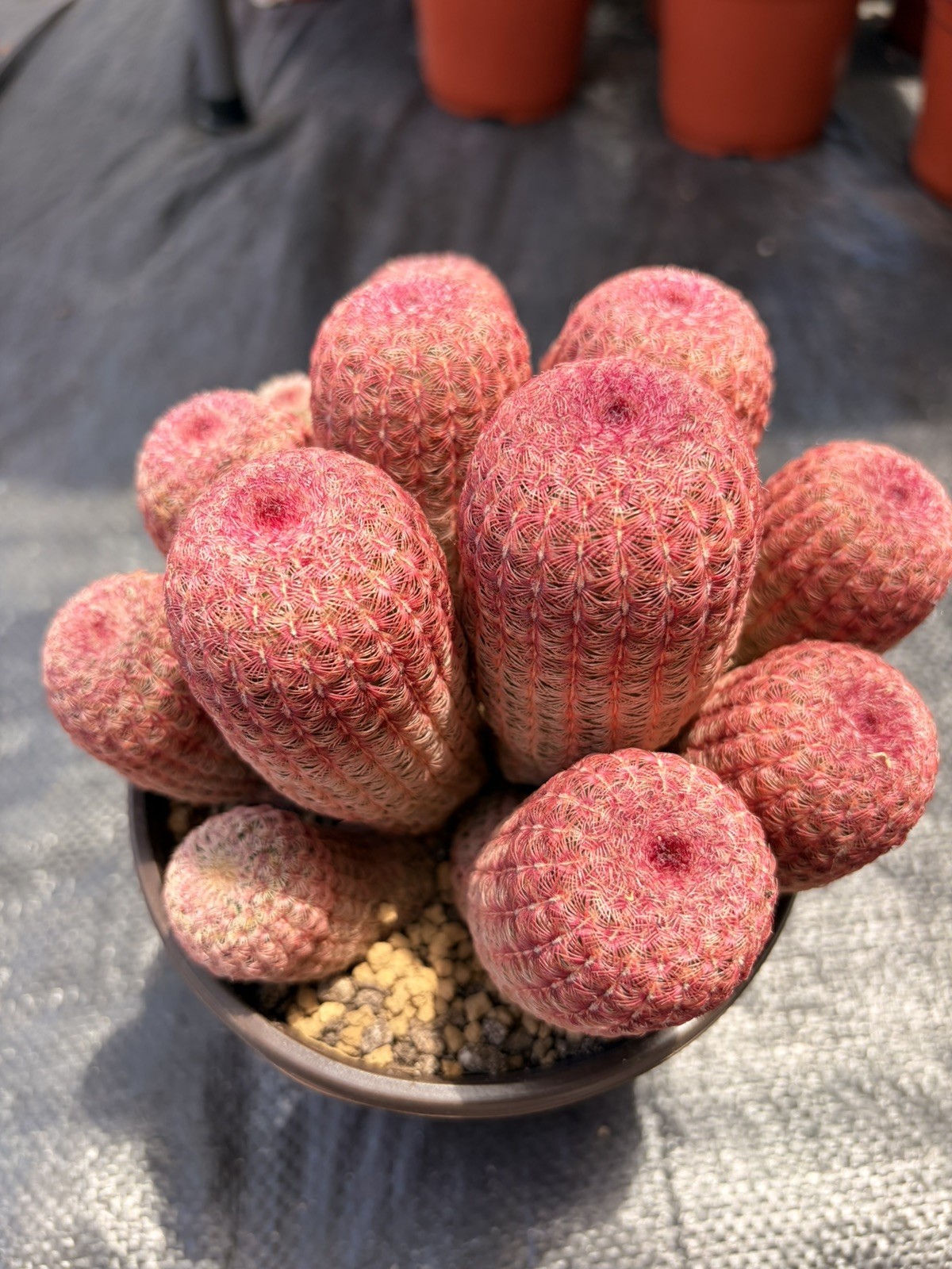 Rare Rainbow Cactus Cluster
