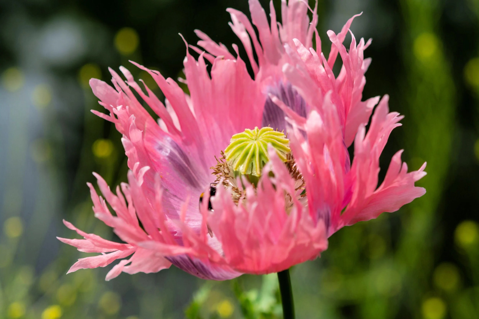200 AFGHAN RESELECTED Blue POPPY Mixed Colors Papaver Pink Purple Flower Seeds